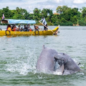 Irrawaddy Mekong dolphin - laos tour