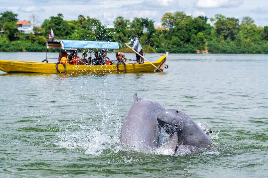 Irrawaddy Mekong dolphin - laos tour Irrawaddy Mekong dolphin - laos tour