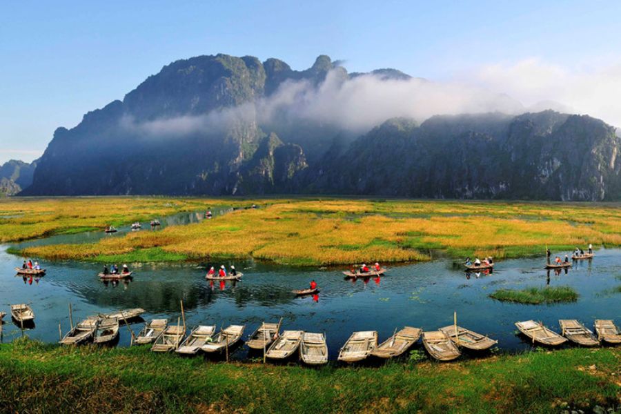 Aerial view of boats on Tam Coc river through rice fields