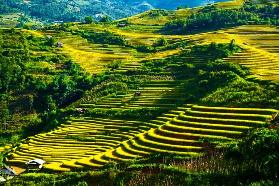 Golden terraced rice fields covering rolling hillsides during harvest season in Sapa, Vietnam