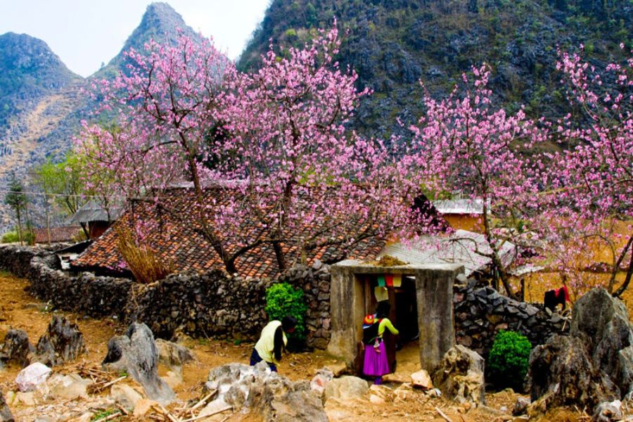 Pink peach blossom trees in full bloom beside a stone-walled Hmong house in Sapa